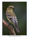 3843 female lesser goldfinch